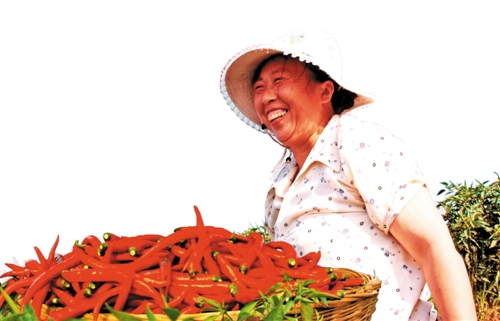重庆石柱红辣椒转型发展后更“辣”