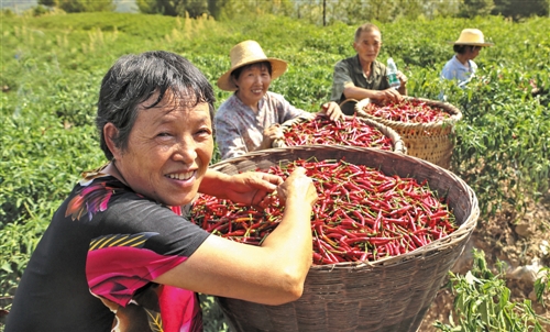 重庆石柱县三星乡雷庄村椒农喜获丰收