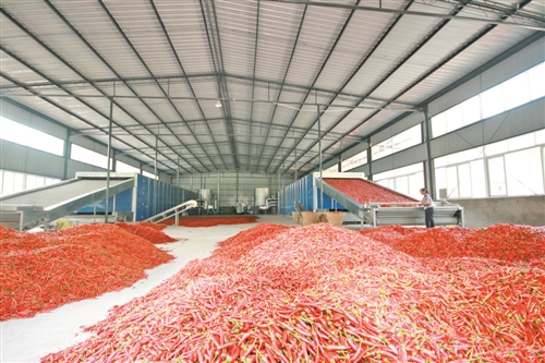 辣椒机械烘干场地