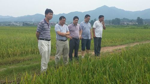 7月17日,湘潭市农业局局长谢四清(左三)到我市梅桥镇高产创建示范基地指导工作。