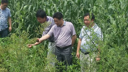 调研组一行察看酒用高粱作物长势情况。