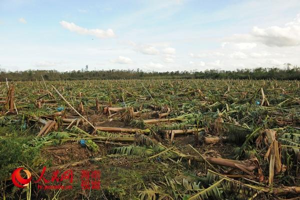 海南海口琼山区直接经济损失16亿 香蕉园被吹平