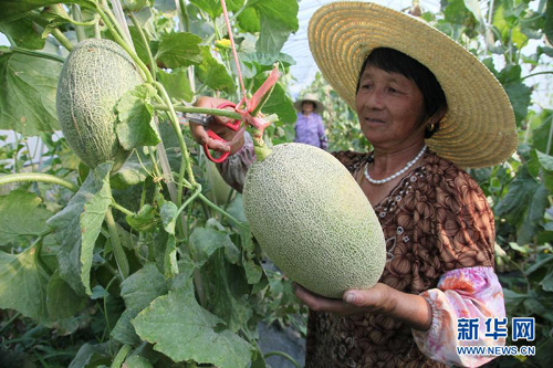 上海金山试种哈密瓜丰收