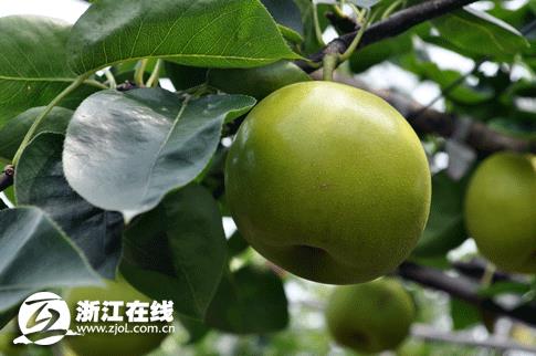 省农科院早熟蜜梨品种“翠玉”获丰收