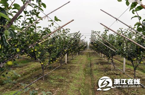 浙江省农科院早熟蜜梨“翠玉”获丰收