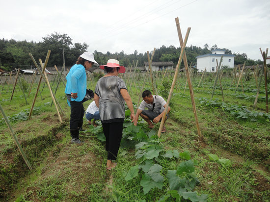 云南陇川县技师工作站技术员深入冬瓜试验地指导工作