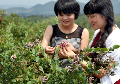 �������أ���ݮƮ�㶨��ɽ