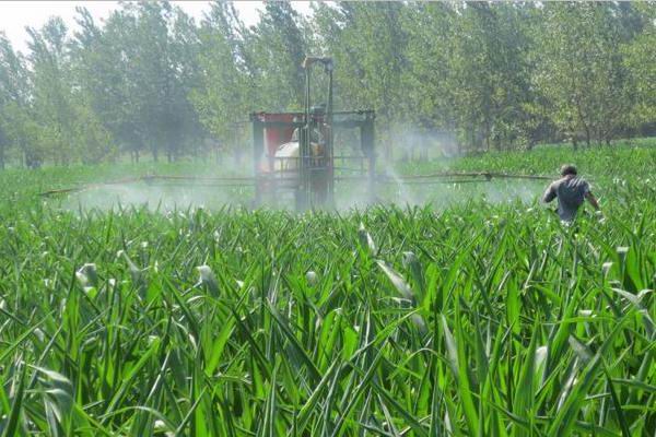 �����Ϫ���ٻ���ũ��վ����ʵ���ø�����ֲ�󻧵��Ĺ�ָ��2