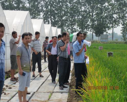 湖南大通湖区做好新品种试验示范,为农业生产提供优质、高产品种资源