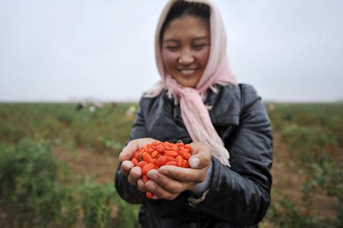 宁夏枸杞再出新品种 适宜鲜食丰富产品链