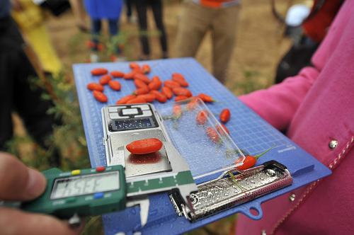 7月22日,在宁夏中宁县百瑞源枸杞生产基地,工作人员在测量枸杞的重量、大小。