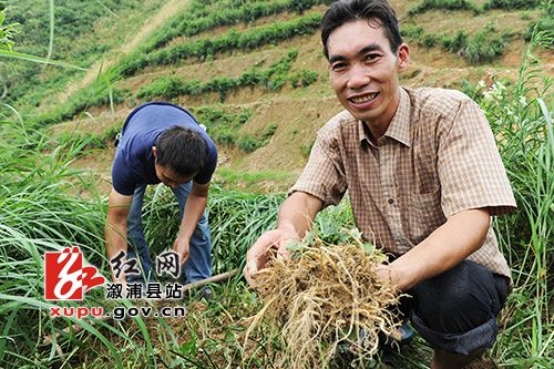 湖南溆浦县思蒙乡虾溪村农民种太子参圆了致富梦