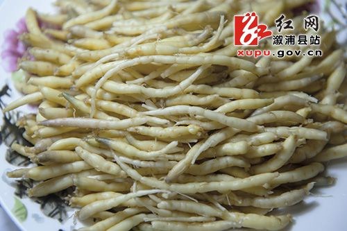 湖南溆浦县思蒙乡虾溪村农民种太子参圆了致富梦2