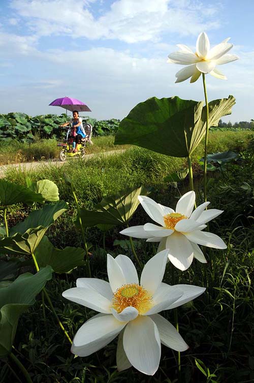 7��18�գ���ɽ��ʡ������۰������ͷ�����壬·�˴�ʢ���ġ������������Ծ�����