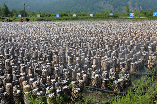 黑龙江大兴安岭加速转型大力发展林下经济 促进增收