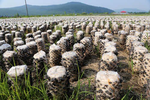 黑木耳养殖基地木耳段。