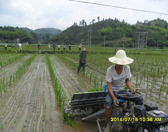 福建建宁伊家:烟后稻制种母本机插示范片