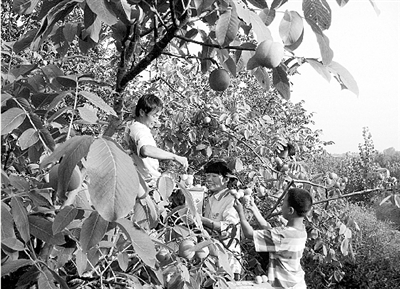 河南登封市:小核桃敲开登封农民致富门