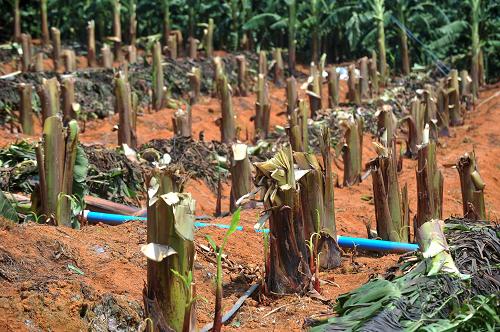 ڹ¡سд壬񽫱紵ϵ㽶