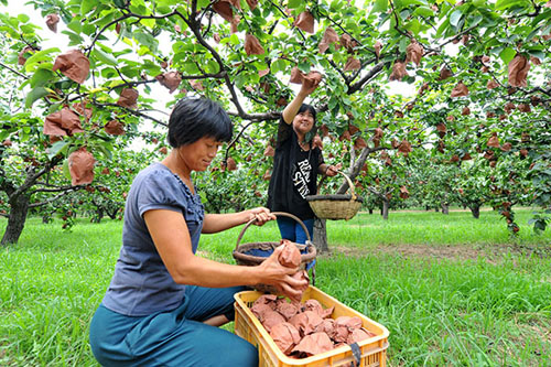 河北泊头市:鸭梨成熟香满园