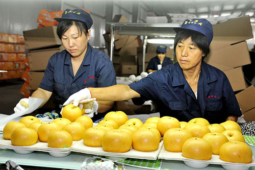 7月24日,河北泊头市亚丰果品有限公司工作人员在包装鸭梨。