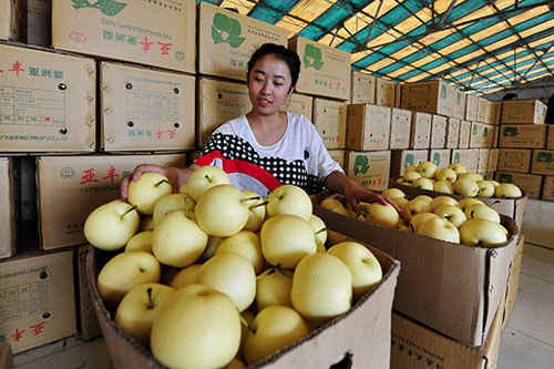 7月24日,在河北泊头市一鸭梨收购站点,一名梨农在将鸭梨装箱。
