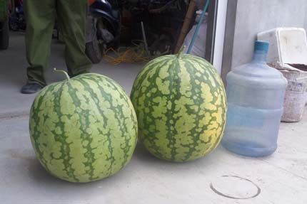 ����ʡ��ͨ���綫��ũ�����������������ش�36.4���2