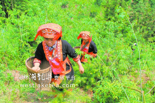 ����ƽ����ֲ���Ҷ ��Ը�ٲ��� Ҳ��Ӱ������