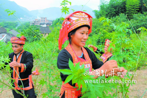 ����ӳ����̵�֦���ϲ�ժ��Ҷ��