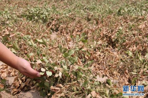 7��28�գ�����ʡ���ػƺ�̲��һ��ũ��鿴��ɺ����ݻƵĻ����硣