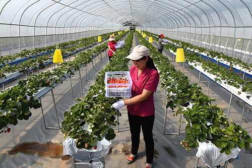 �ӱ�¡����������ݮ����