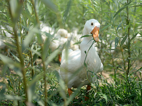 河北霸州市:林下经济富农家