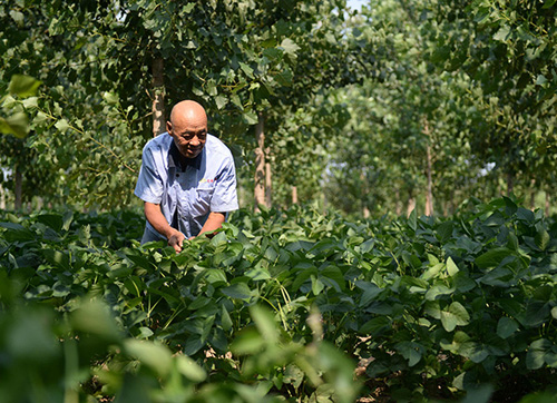 7月26日,霸州市小辛庄村村民在杨树林里查看大豆长势。