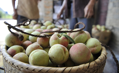 湖南张家界:千亩桃园喜获丰收