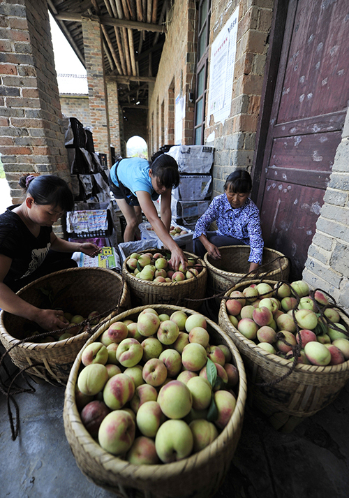 7月26日,在湖南省张家界市永定区尹家溪镇长茂山村,当地果农在分捡桃子准备外销。