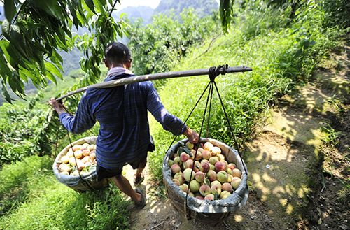 7月26日,在湖南省张家界市永定区尹家溪镇长茂山村,当地果农将采摘好的桃子挑下山。