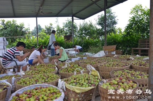 称重后等待打包装箱的李子