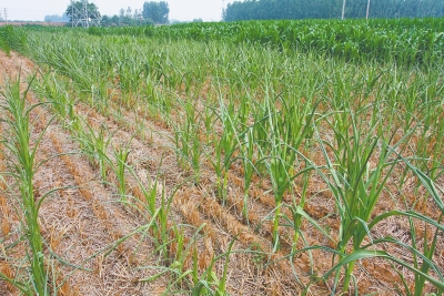 ���ڸɺ�������ũ����������糤��������