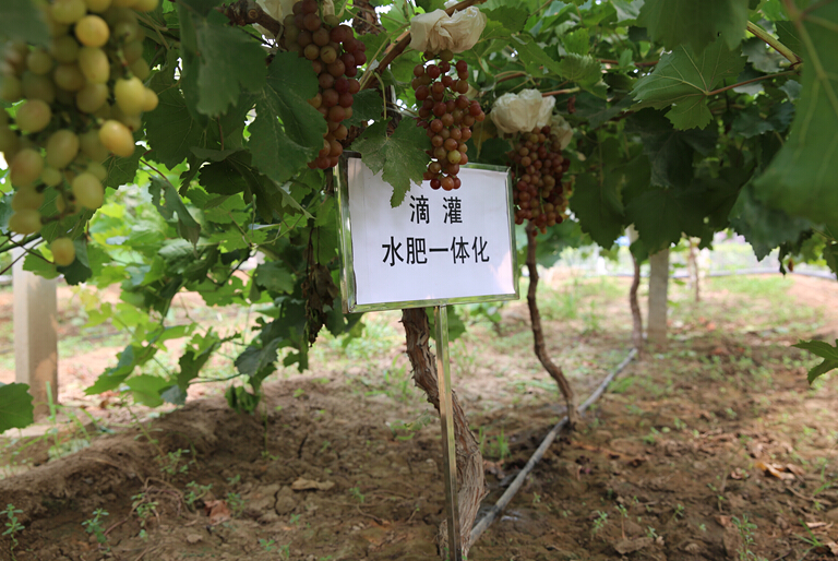 �������ʩũҵˮ��һ�廯���ɼ���ʾ����Ŀ����ʾ���ֳ�ͨ������2