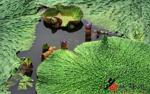 �������ݵز���ͷ��������Ѯ�������� �۸�����