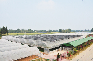 河南南阳:土肥种出好味道