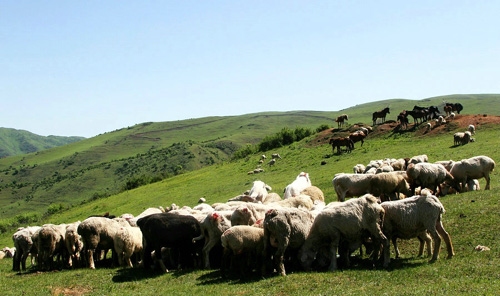 ���ɹ������ͣ�ȫ�����조ȫ���������ء�