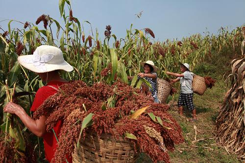 四川泸州有机高粱喜获丰收