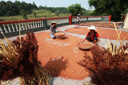 7月30日,四川省泸州市龙马潭区金龙乡“金西红粱专业合作社”的社员们在金龙社区收割订单高粱。 )
