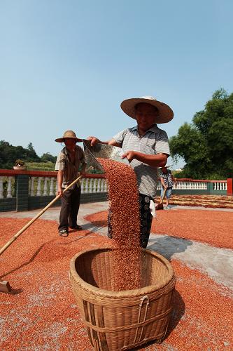 7月30日,四川省泸州市龙马潭区金龙乡“金西红粱专业合作社”的社员们在金龙社区加工订单高粱。