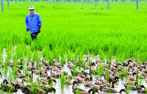 ɽ����̨�ƹ㵾Ѽ����600Ķ����˫����