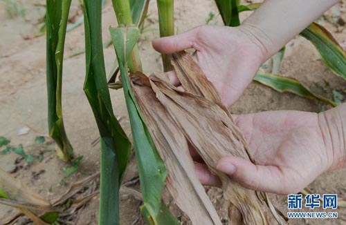 8��3�գ��ںӱ�ʡ�����ذ�ׯ�壬һλũ����չʾ�ݻƵ�����Ҷ��