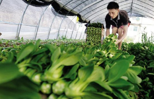 安徽合肥今年伏缺菜种的多了价格跌了 奖补超过400万元