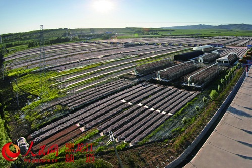 黑龙江省东宁县:小木耳闯出大产业 打造全省农民增收第一县