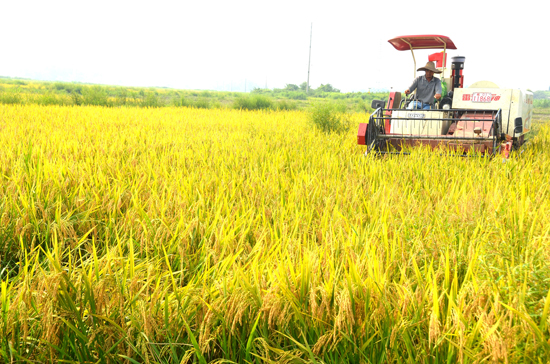 广西上林县孟流庄:“绿色”水稻喜获丰收